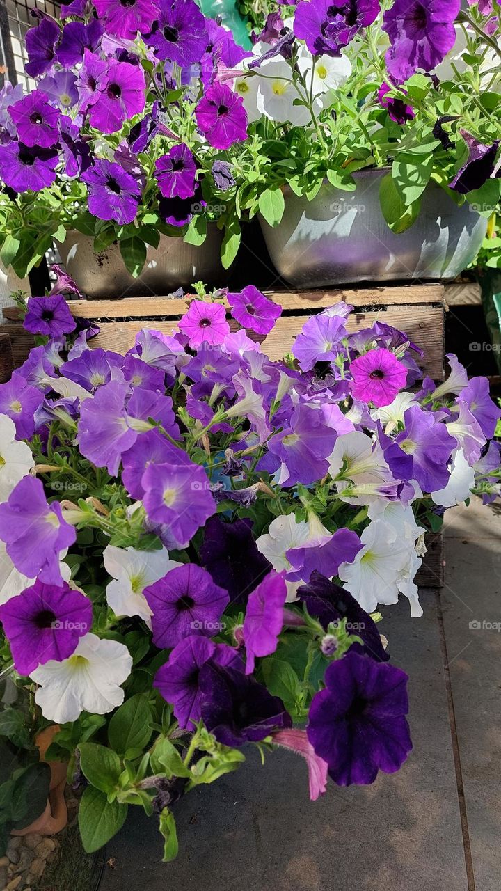 Purple petunia flowers