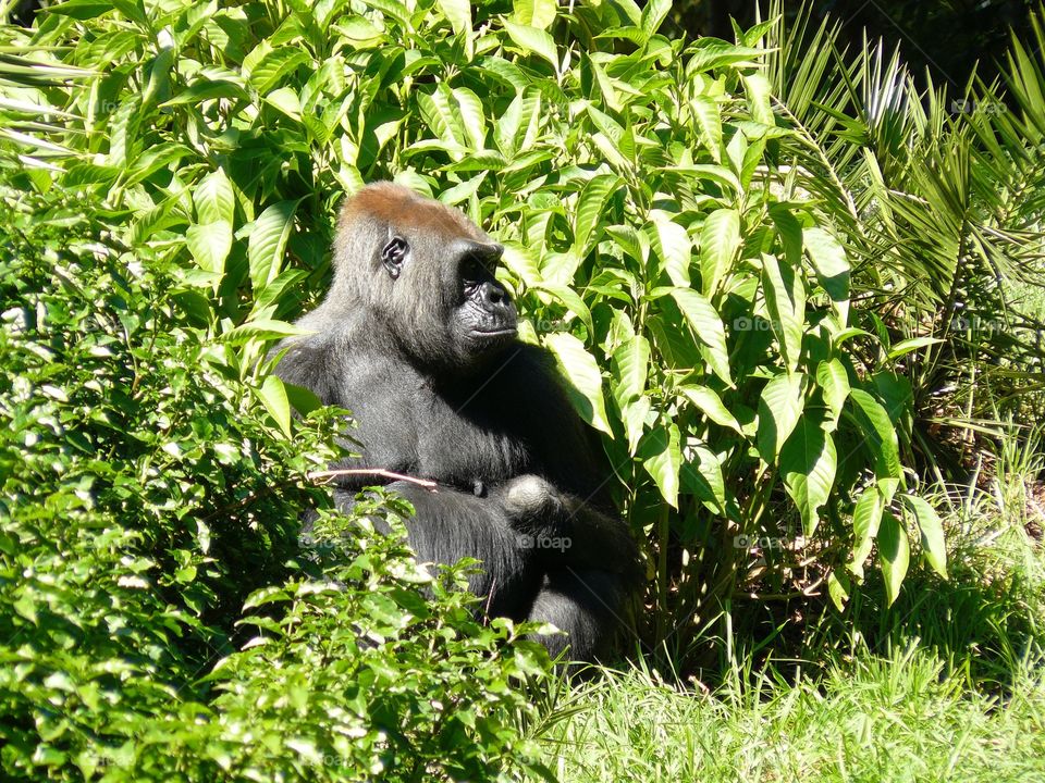 Gorilla in trees. Gorilla in trees 