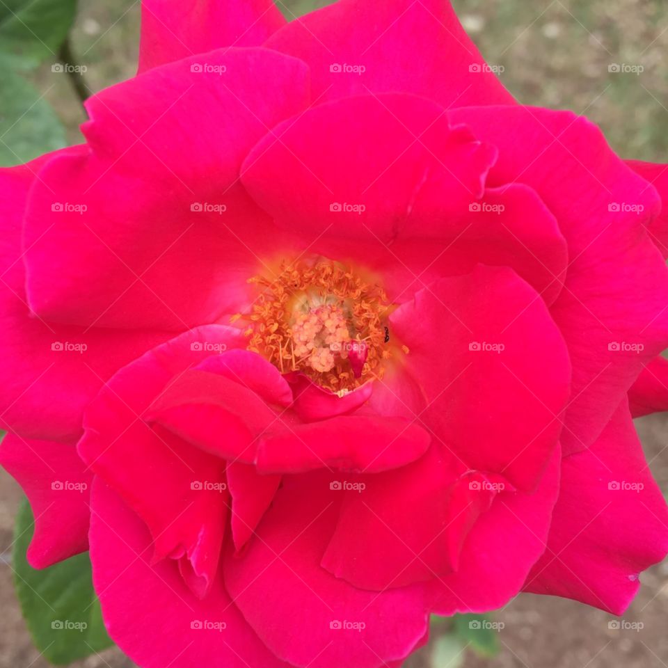 🌹 🇺🇸 Very beautiful flowers to brighten our day.  Live nature and its beauty. Did you like the delicate petals? / 🇧🇷 Flores muito bonitas para alegrar nosso dia. Viva a natureza e sua beleza. Gostaram das pétalas delicadas? 