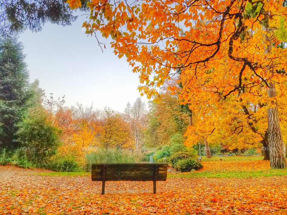 Autumn in the Park