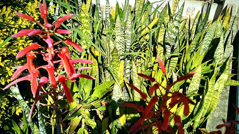 VEGETAÇÃO FOLHAGENS GOLD