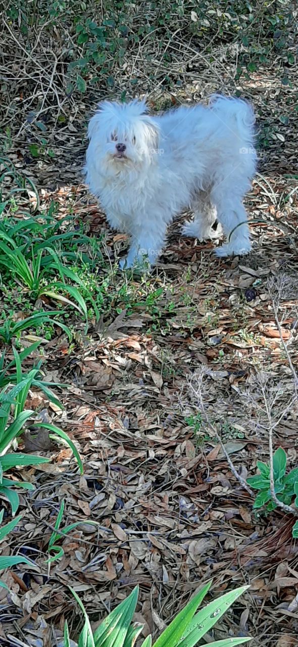Holly poking around in the garden