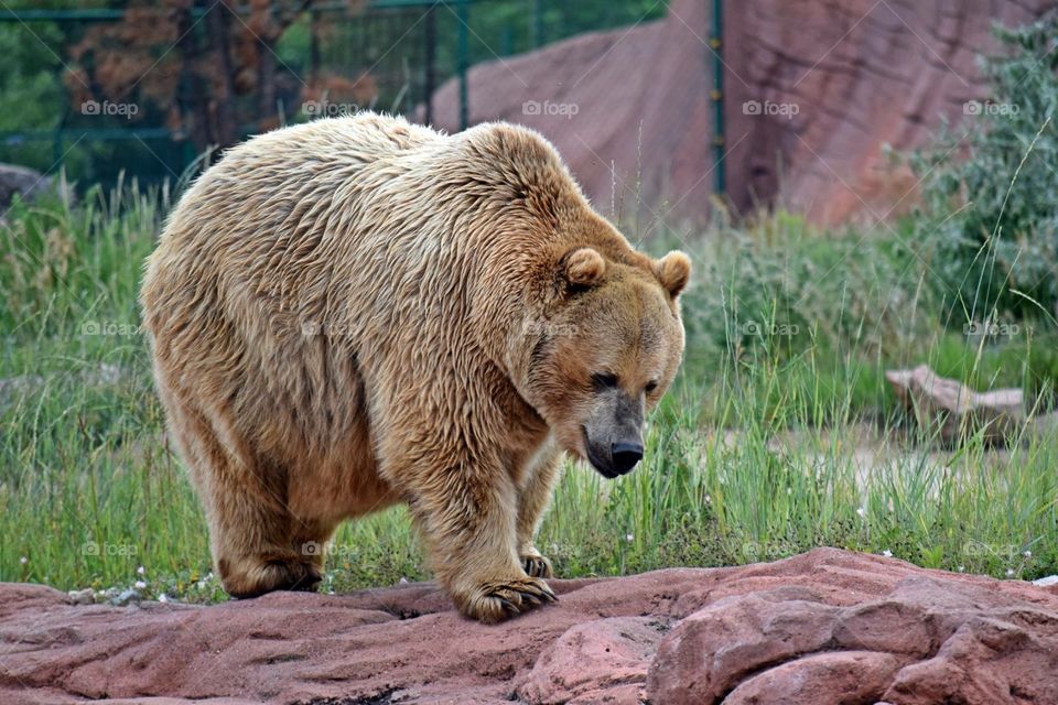 Grizzly Bear 