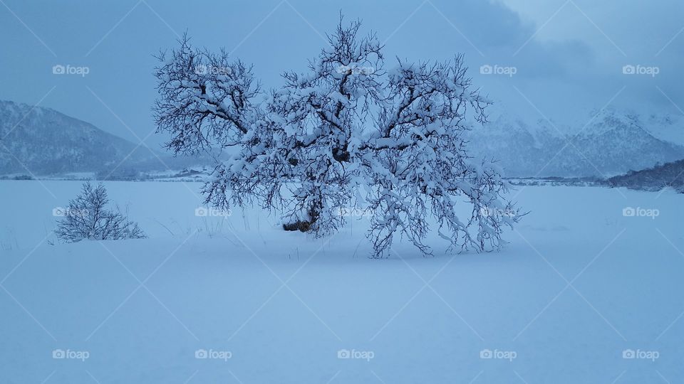 Scenic view of nature in winter