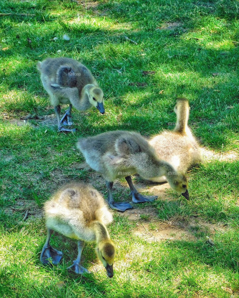 Dinosaurs or goslings 