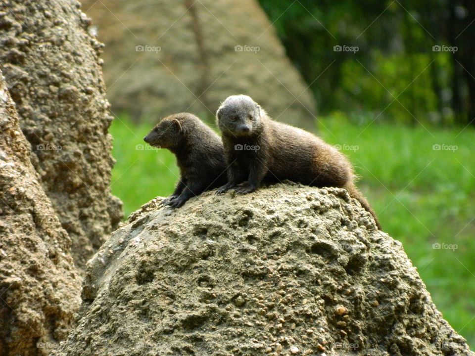 Mongoose looking at you . Pair of mongoose at the zoo 