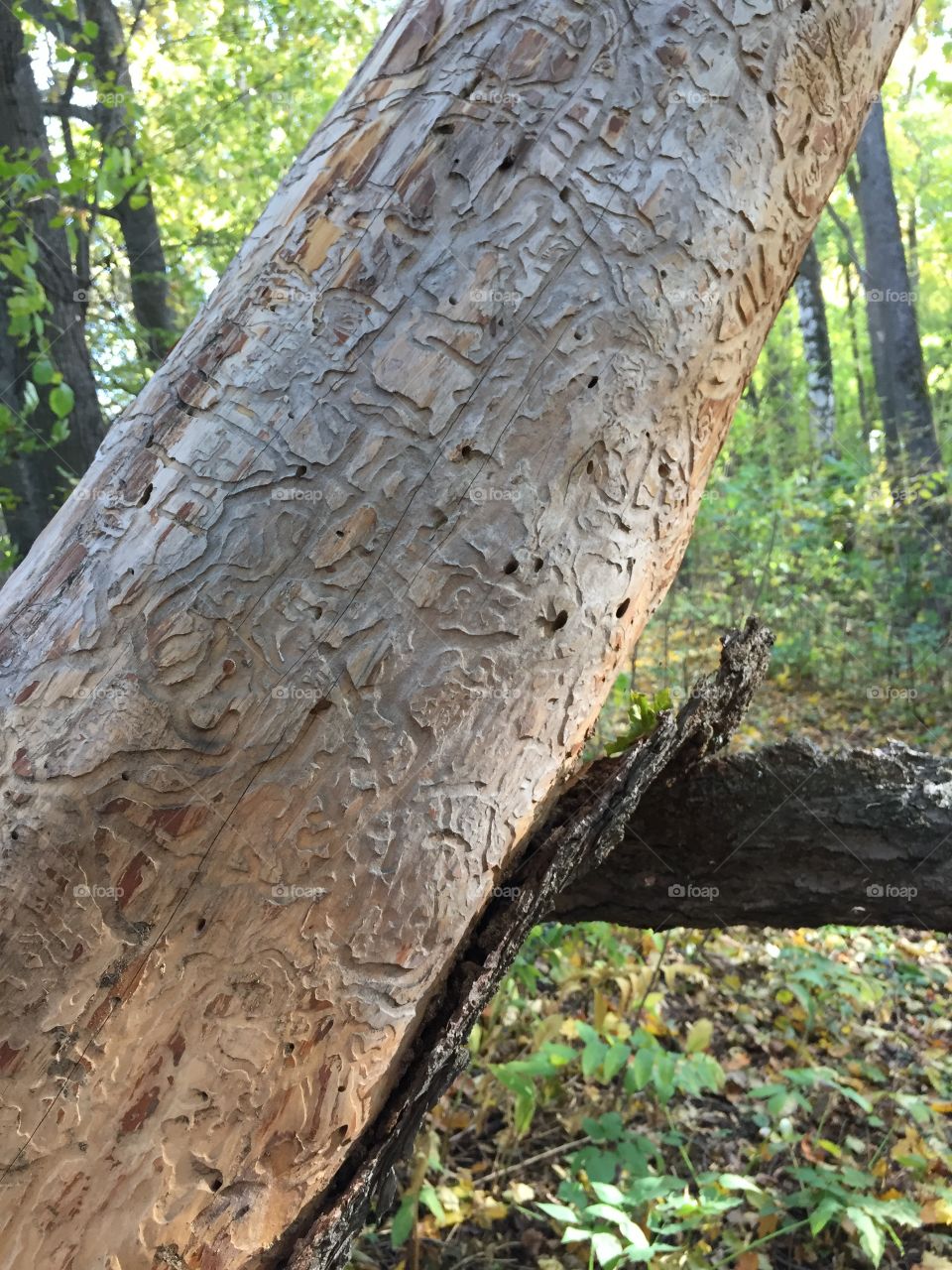 bark beetle causes great harm to trees in the forest