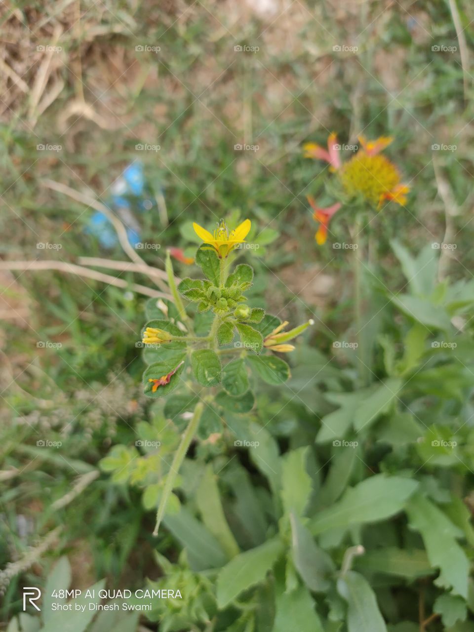 green leaves and the yellow flowers