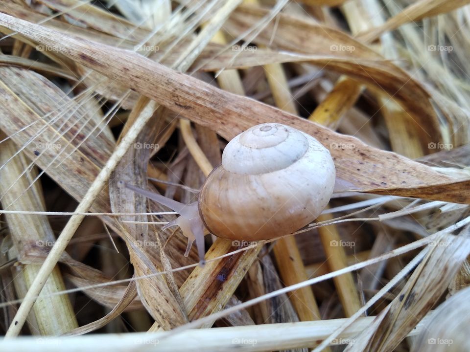 Snail