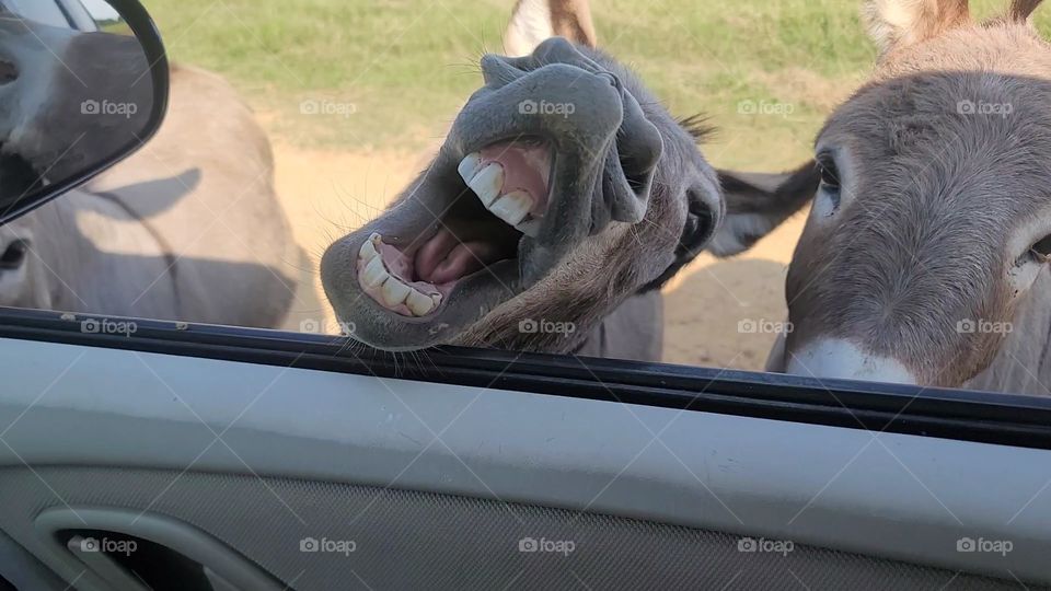 donkey smile