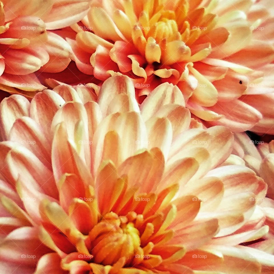 Peach Mum's