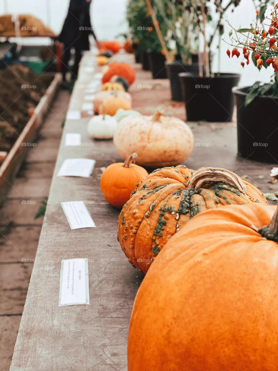 Pumpking