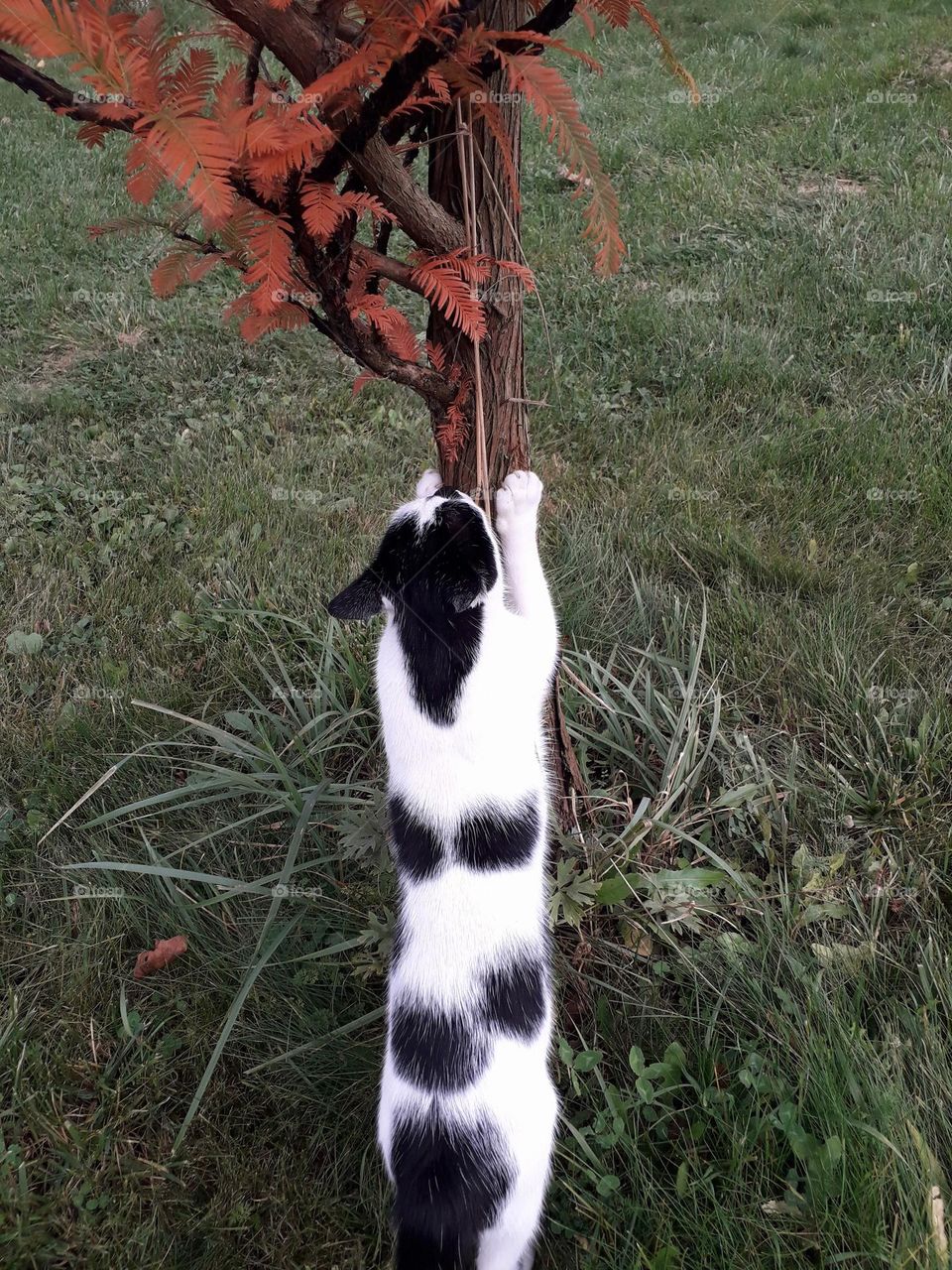 black dots on white fur of a cat