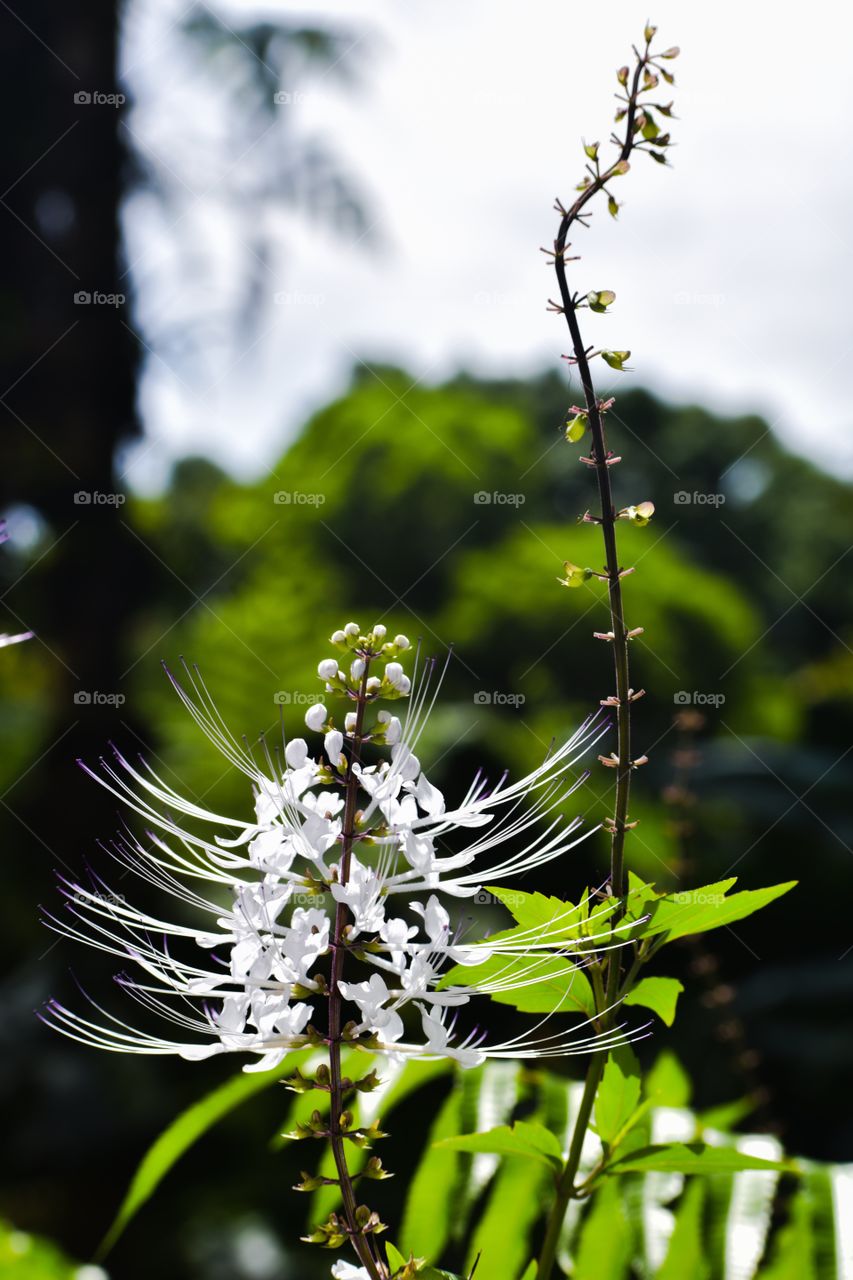 Cat whiskers plant (Orthosiphon aristatus)