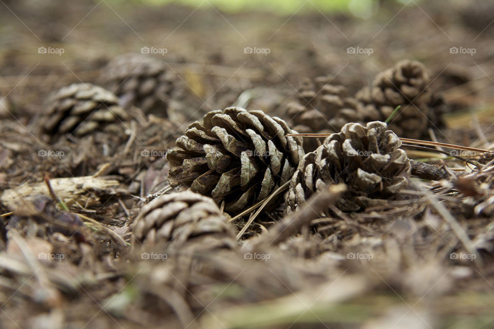 Pinecones