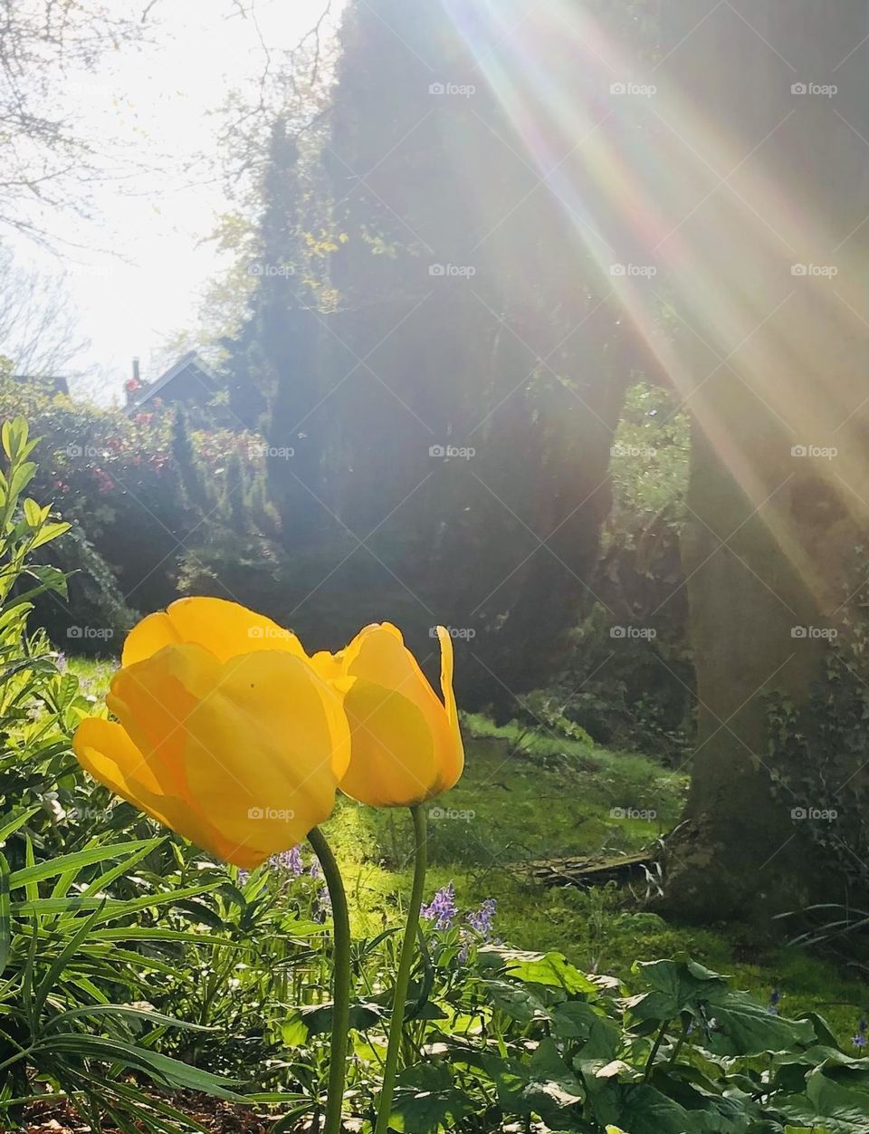 Tulips in the Springtime 