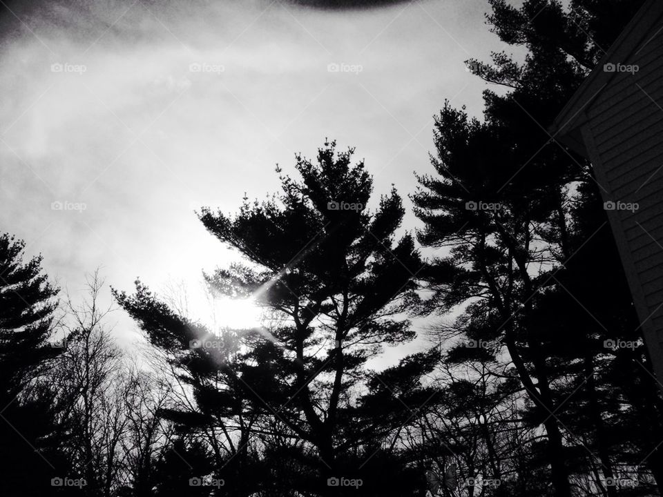 Before The Storm Sky and Trees