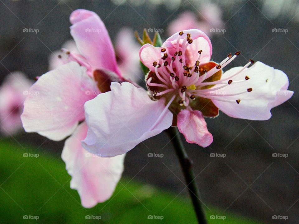 Bloomimg peach blossoms