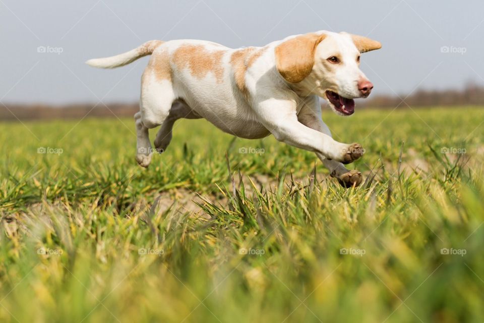 Dog running on grass