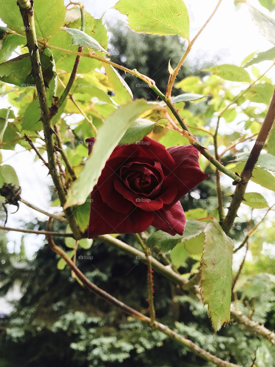 Single red rose 