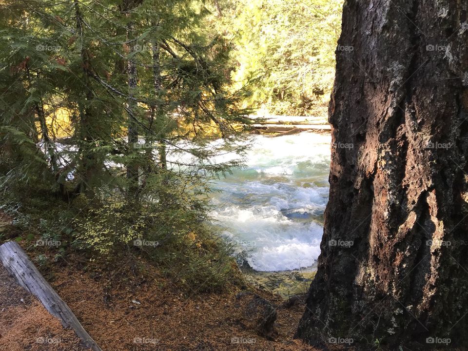 Sun rays reflect off the rushing waters of the McKenzie River in the mountains of Western Oregon on a beautiful fall day. 