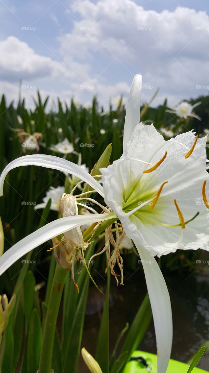 spider lily bloom