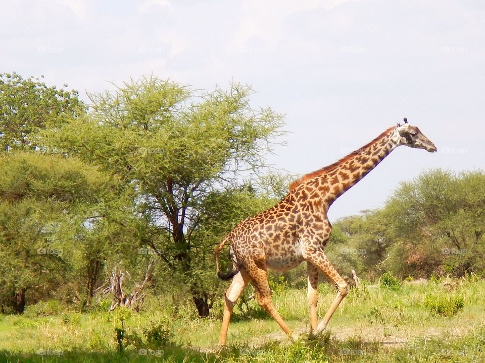 African giraffe after lunch. Observed him enjoying the acacia and after being full decided to leave