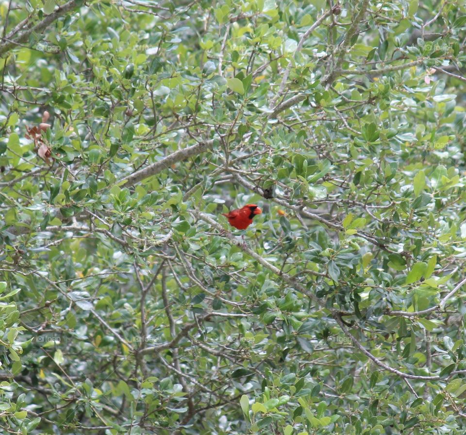 Cardinal perched among the branches