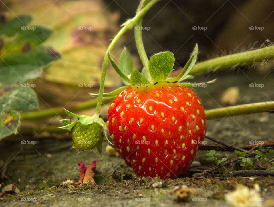 close-up of a little red strawberry, hanging on its lowest branch.