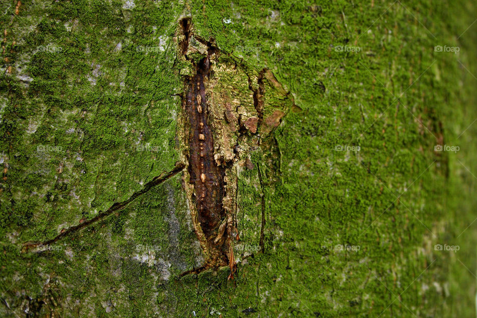 green nature tree stem by feerglas