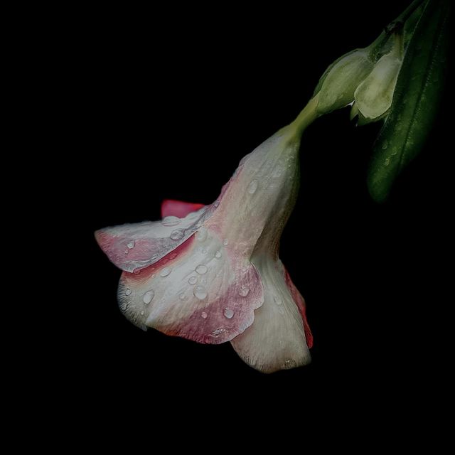 Flower -  Rain Water Drops  - Allamanda 