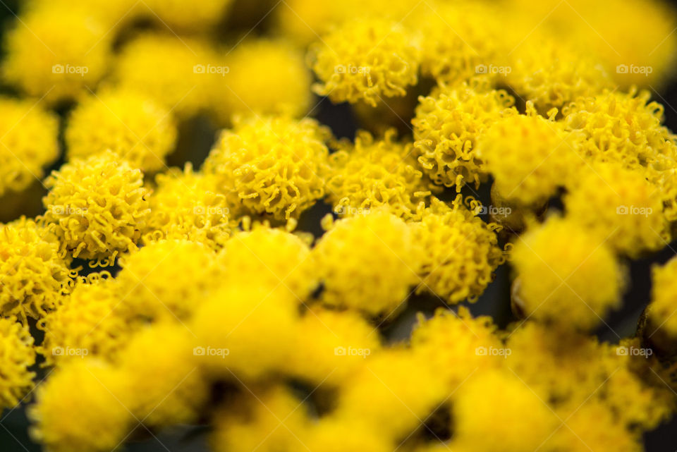 Yellow Flower Curry