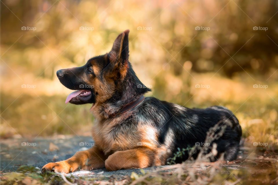 German shepherd young dog autumn portrait 