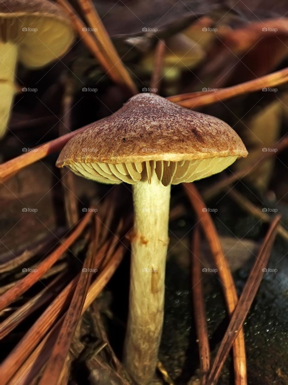 Macro photo of a mushroom growing in the forest