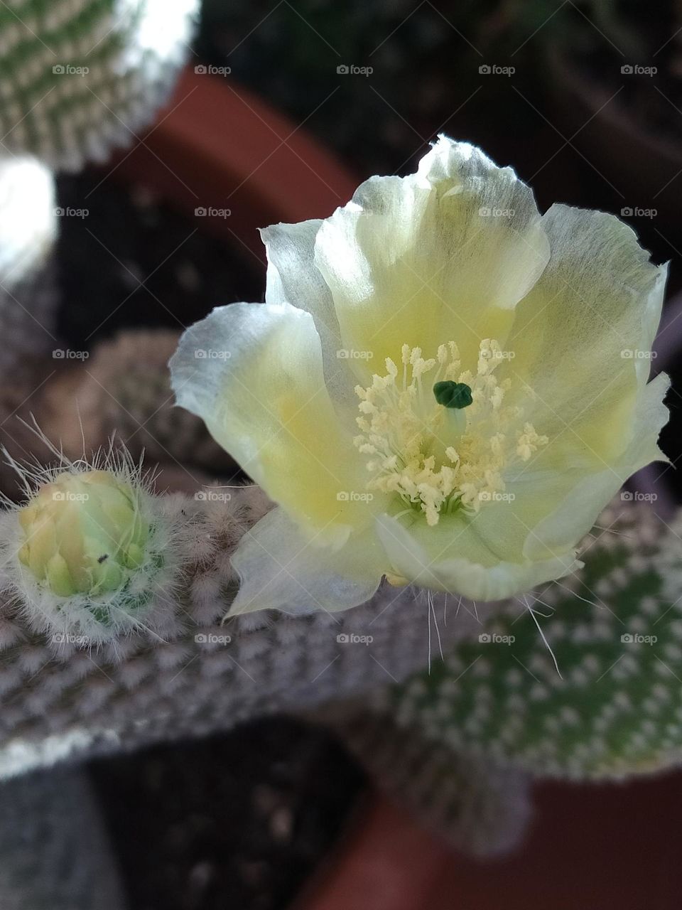 Cactus spring