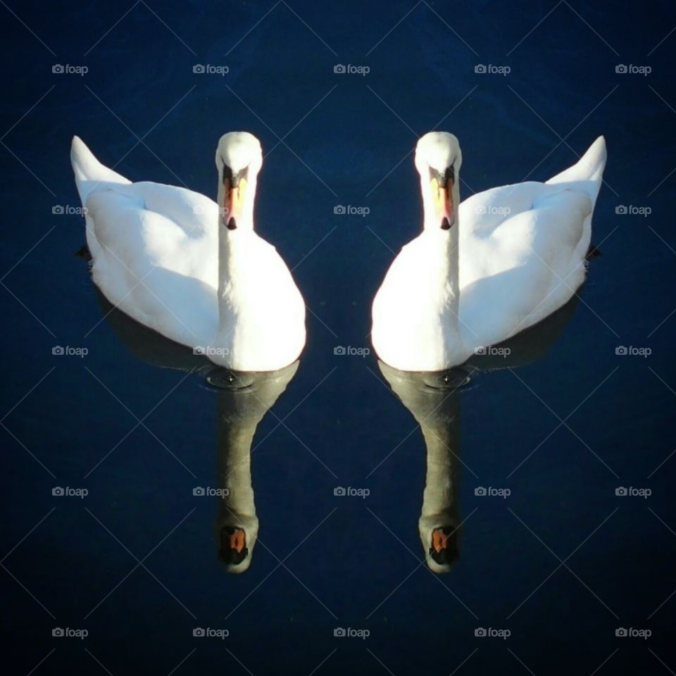 Twin swans