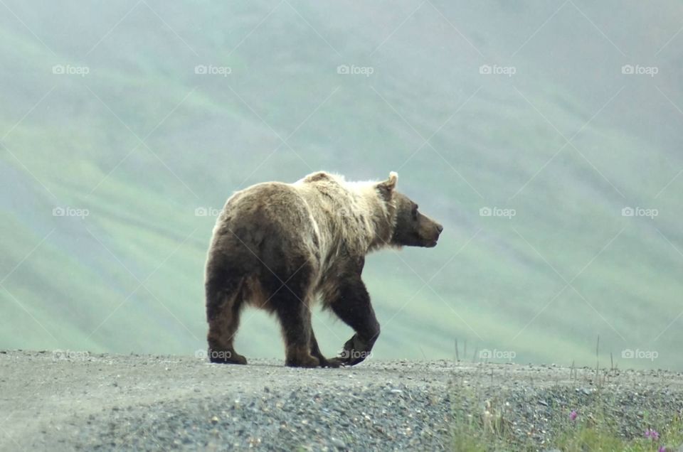 Grizzly on Road