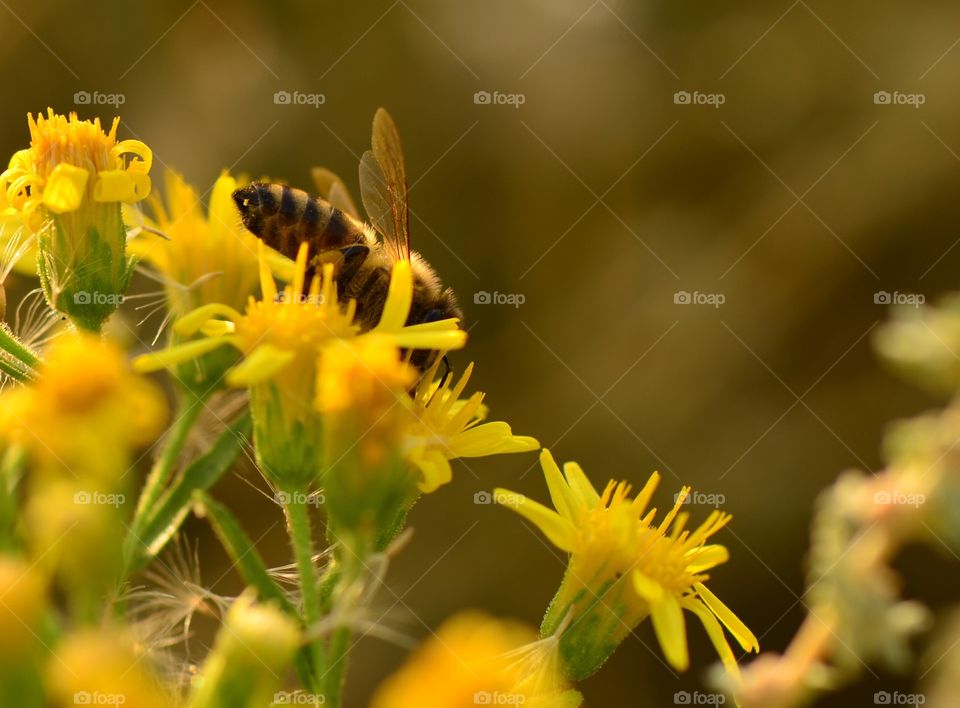 bee