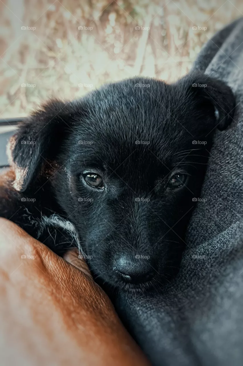 Pet dog
