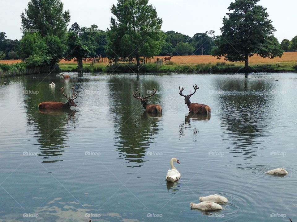 Deer in the pond. Richmond park deer