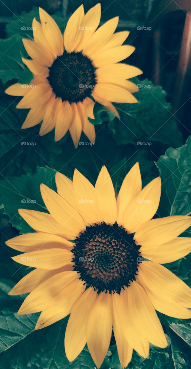 Two Sunflowers
