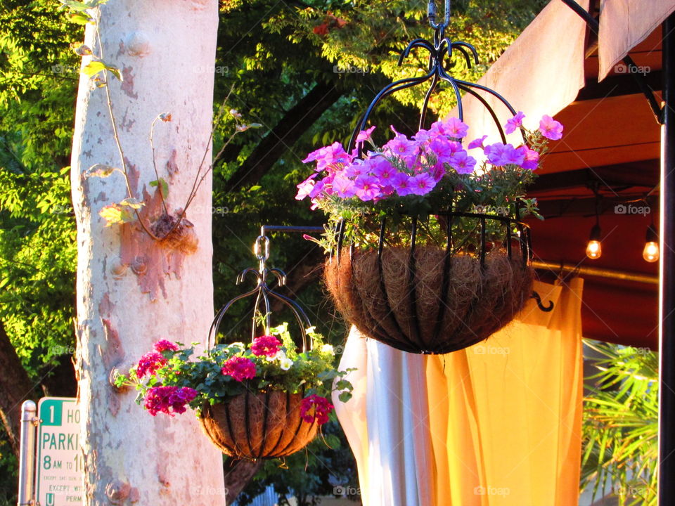 outside hanging plants outside of a restaurant patio in downtown Sacramento