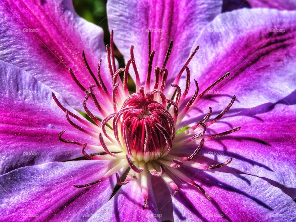 Clematis my Yard