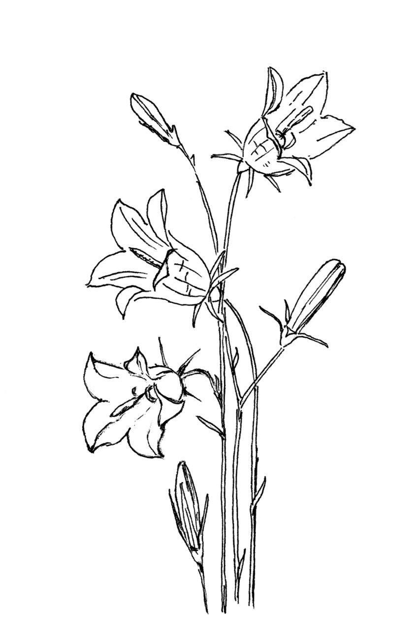 Campanula Flowers