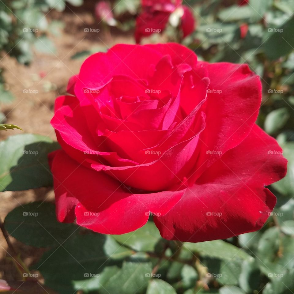 red rose in full bloom