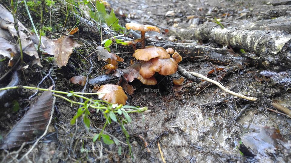 Damp Mushrooms