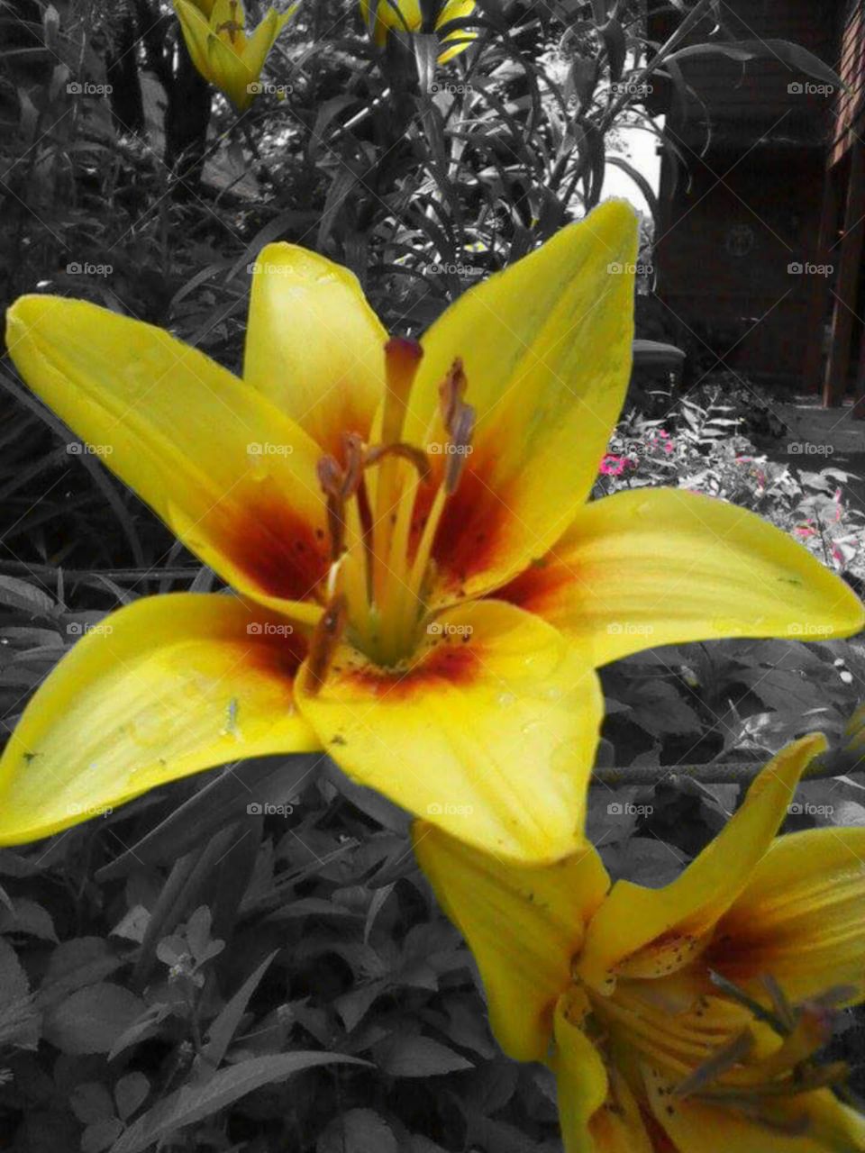 mellow red and yellow. color pop edit of some flowers i captured enjoying the daylight