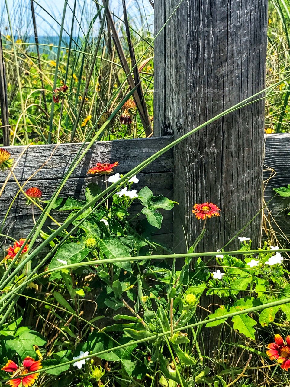 Wildflowers along fence