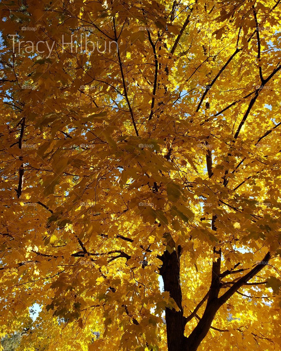 gorgeous fall colors #fall #autumn #tree #leaves #yellow #gold #color #glorious #tennessee