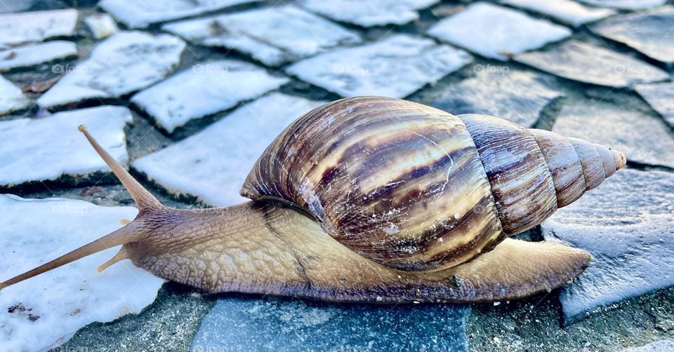 Esse simpático bicho pediu para ser fotografado e… click!
Ficou bonito?
🐌 
#FOTOGRAFIAéNOSSOhobby